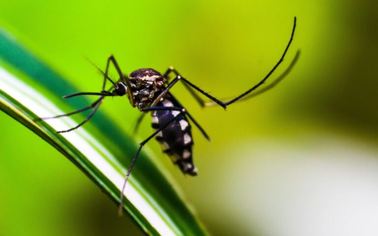 ¿Por qué se usan Lámparas UV para control de insectos?
