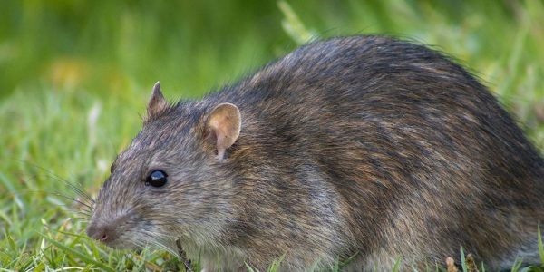 caracteristicas de las ratas